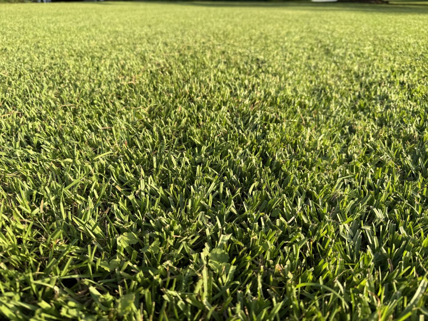 Close-up of thick, healthy green turf after a fresh cut